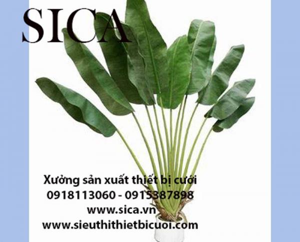 Nơi sản xuất các chậu cây đẹp