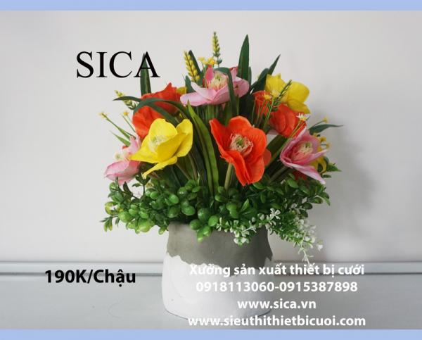 Chậu hoa giá rẻ có tại sica.vn